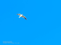 Gaviota reidora - Chroicocephalus ridibundus - Gavina vulgar
