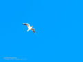 Gaviota reidora - Chroicocephalus ridibundus - Gavina vulgar