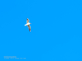 Gaviota reidora - Chroicocephalus ridibundus - Gavina vulgar