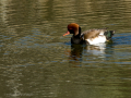 Pato colorado