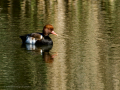 Pato colorado