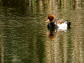 Pato colorado