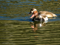 Pato colorado