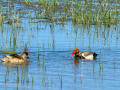 Pato colorado - Netta rufina - Xibec cap-roig