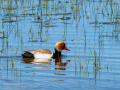 Pato colorado - Netta rufina - Xibec cap-roig