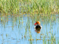 Pato colorado - Netta rufina - Xibec cap-roig