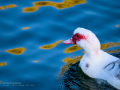 Pato criollo - Cairina moschata domestica - Ànec mut