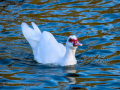 Pato criollo - Cairina moschata domestica - Ànec mut
