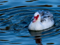 Pato criollo - Cairina moschata domestica - Ànec mut