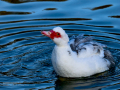 Pato criollo - Cairina moschata domestica - Ànec mut