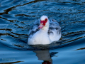 Pato criollo - Cairina moschata domestica - Ànec mut