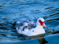 Pato criollo - Cairina moschata domestica - Ànec mut