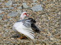 Pato criollo - Cairina moschata domestica - Ànec mut