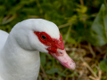 Pato criollo - Cairina moschata domestica - Ànec mut