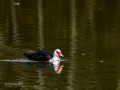 Pato criollo - Cairina moschata domestica - Ànec mut
