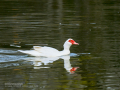 Pato criollo - Cairina moschata domestica - Ànec mut