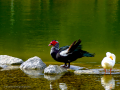 Pato muscovy - Cairina moschata - Anec muscovy
