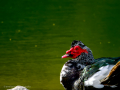 Pato muscovy - Cairina moschata - Anec muscovy