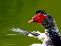 Pato muscovy - Cairina moschata - Anec muscovy