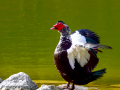 Pato muscovy - Cairina moschata - Anec muscovy