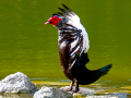 Pato muscovy - Cairina moschata - Anec muscovy