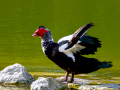 Pato muscovy - Cairina moschata - Anec muscovy