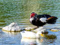 Pato muscovy - Cairina moschata - Anec muscovy