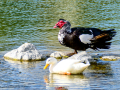 Pato muscovy - Cairina moschata - Anec muscovy