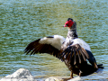 Pato muscovy - Cairina moschata - Anec muscovy