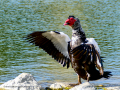 Pato muscovy - Cairina moschata - Anec muscovy