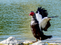 Pato muscovy - Cairina moschata - Anec muscovy