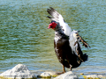 Pato muscovy - Cairina moschata - Anec muscovy