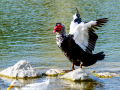 Pato muscovy - Cairina moschata - Anec muscovy