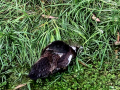 Pato muscovy - Cairina moschata - Anec muscovy