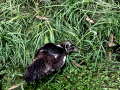 Pato muscovy - Cairina moschata - Anec muscovy