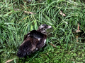 Pato muscovy - Cairina moschata - Anec muscovy