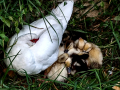 Pato muscovy - Cairina moschata - Anec muscovy