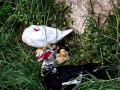 Pato muscovy - Cairina moschata - Anec muscovy