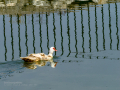 Pato muscovy - Cairina moschata - Anec muscovy