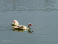 Pato muscovy - Cairina moschata - Anec muscovy