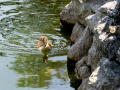 Pato muscovy - Cairina moschata - Anec muscovy