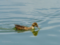 Pato muscovy - Cairina moschata - Anec muscovy