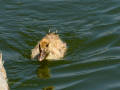 Pato muscovy - Cairina moschata - Anec muscovy