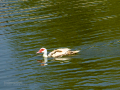Pato muscovy - Cairina moschata - Anec muscovy