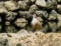 Pato muscovy - Cairina moschata - Anec muscovy