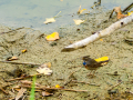 Pechiazul - Luscinia svecica - Cotxa blava