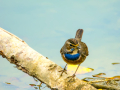 Pechiazul - Luscinia svecica - Cotxa blava