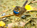 Pechiazul - Luscinia svecica - Cotxa blava