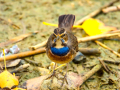 Pechiazul - Luscinia svecica - Cotxa blava