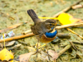 Pechiazul - Luscinia svecica - Cotxa blava